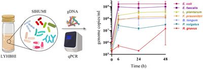 Impact of bacteriocin-producing strains on bacterial community composition in a simplified human intestinal microbiota